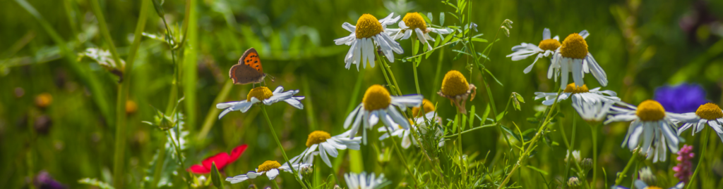 Close up of daisies in a field with a butterfly in them