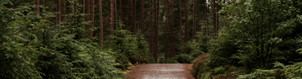 Wide gravel trail in dark forestry