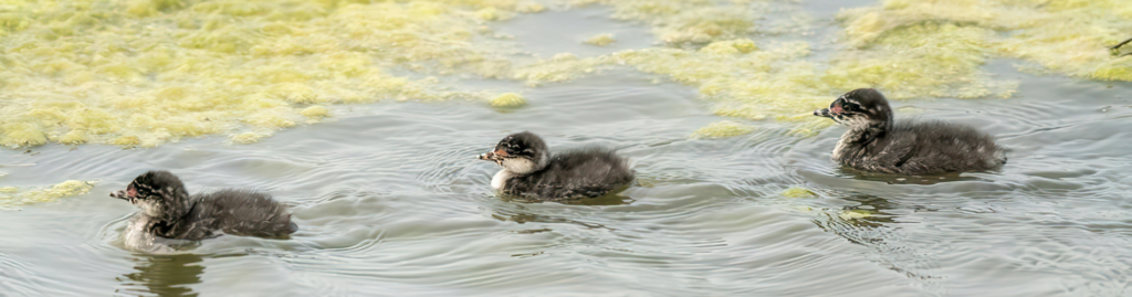 Waterfowl chicks swimming past algae in a river